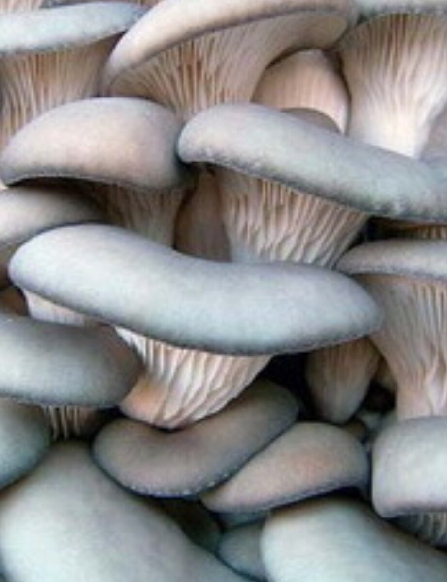 Вешенка,как и шампиньоны,грибы на любой сезон.Выглядят,как одна семейка,в шляпках👍😁,на единой подошве.