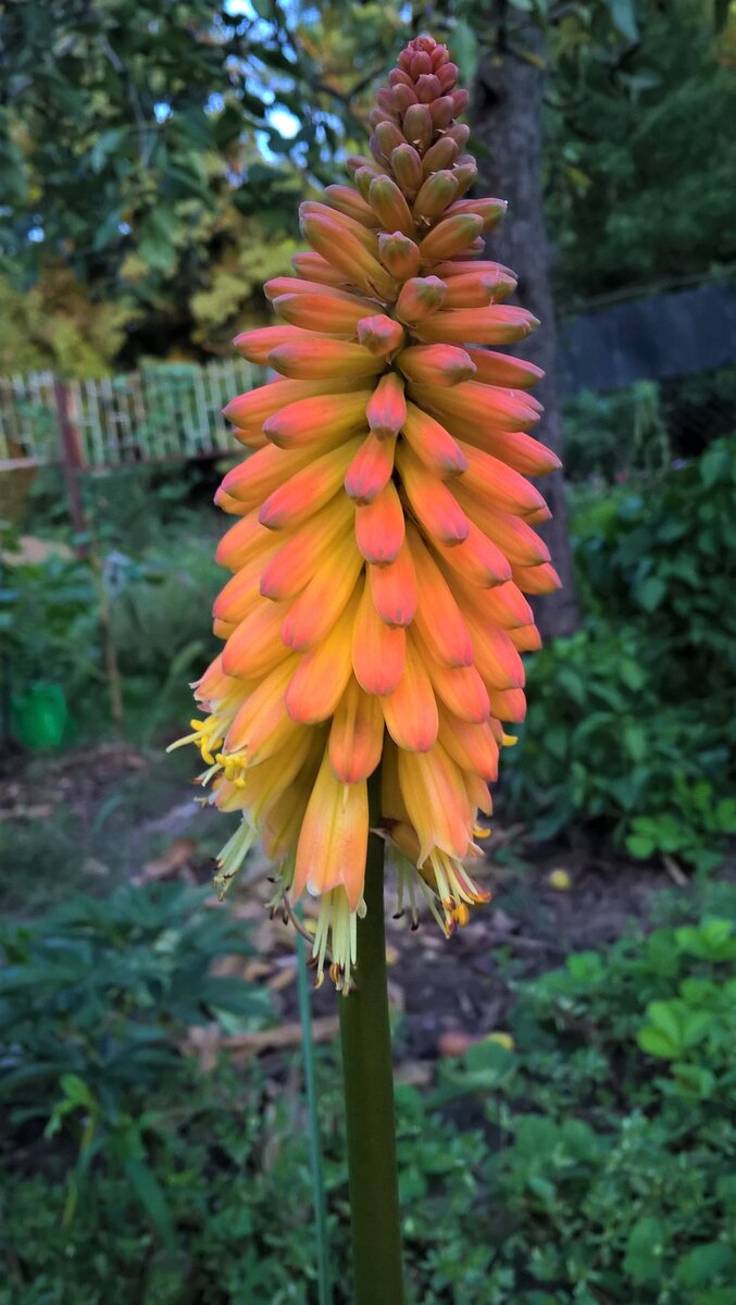 Соцветие книфофии, 24 августа 2022