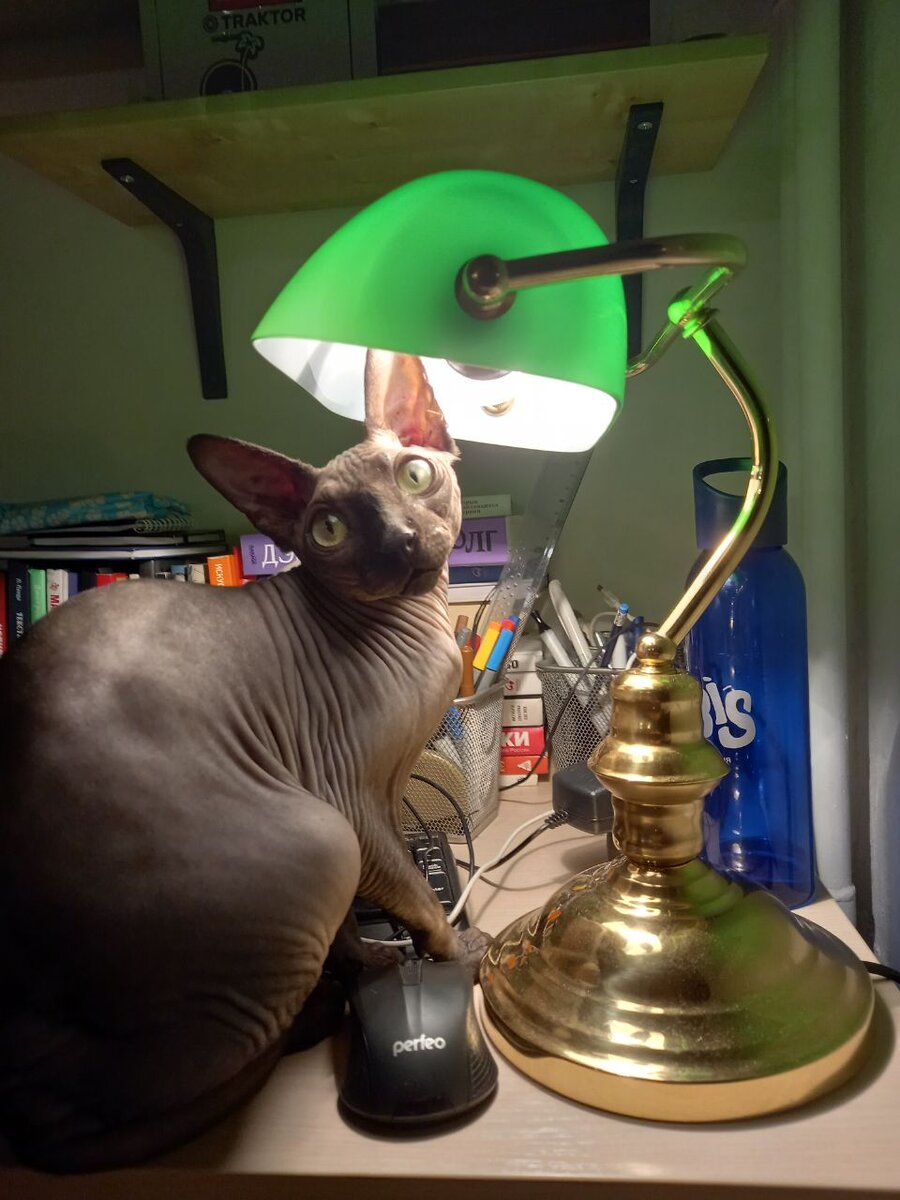 Кот с банкирской лампой для привлечения внимания. 🤣
