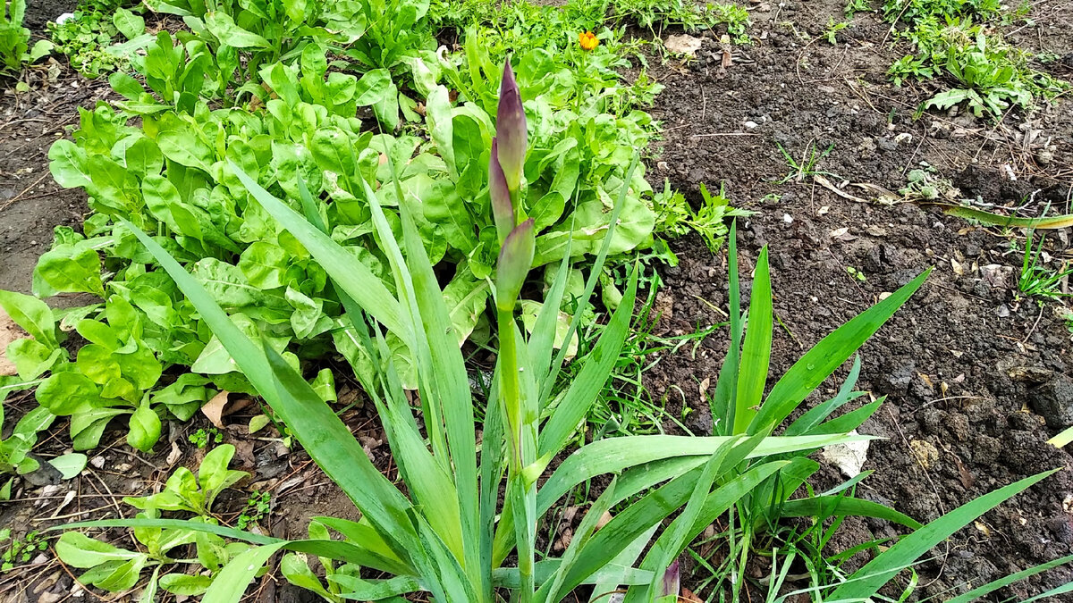 Ирис, скорее всего сибирский, Фото от 04 февраля 2023