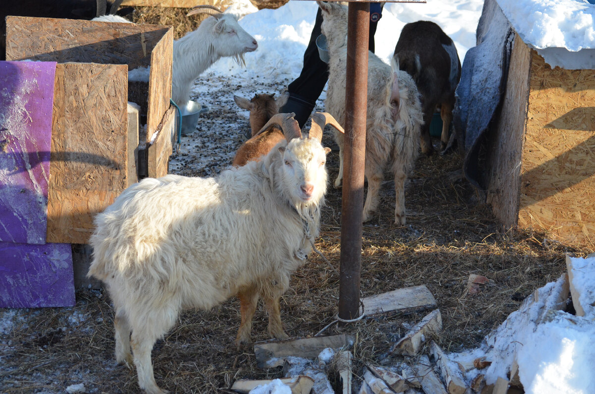 Иван собственной персоной. Почему на привязи? Узнаете чуть позже. Кстати, заметили его ушки?