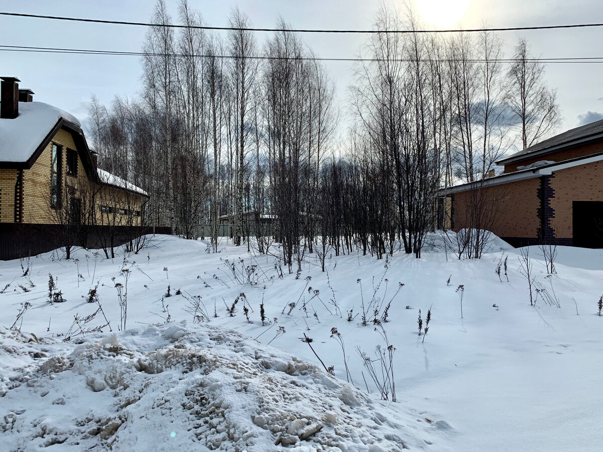 52 березы и куча рябин.