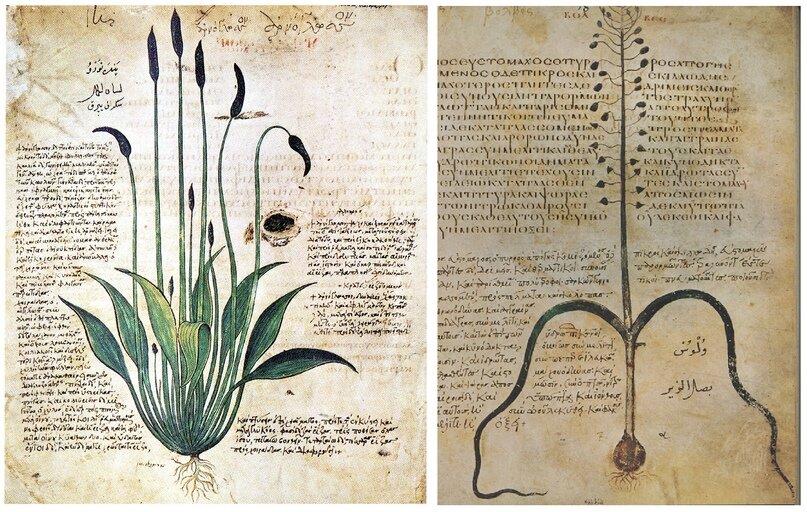 Иллюстрации Диоскорида (40 — 90 н.э.): подорожник азиатский и гадючий лук хохлатый.