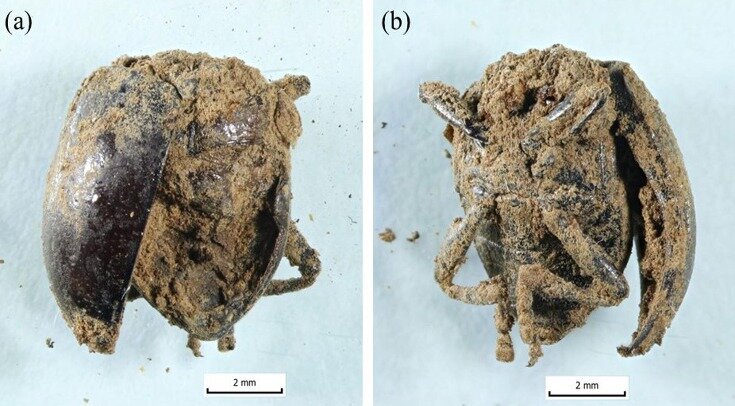   Ariel-Leib-Leonid Friedman and Maayan Cohen / Journal of Archaeological Science: Reports, 2023