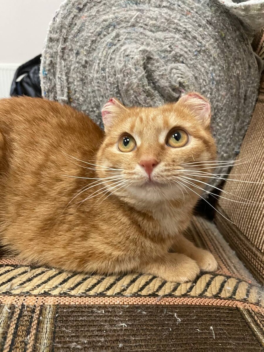 А вот такие теперь у Мандаринки ушки!