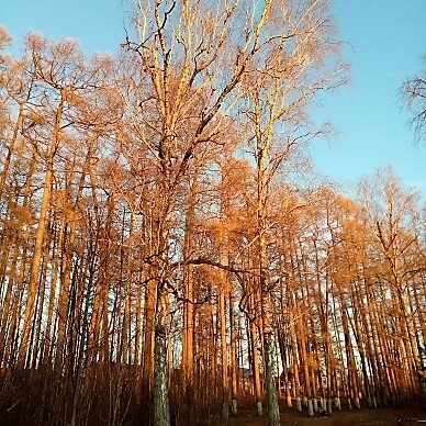 река горенка в балашихе. бронзовая осень. бронзовое осень две сестры. бронзовое осень две сестры. бронзовая осень фото.