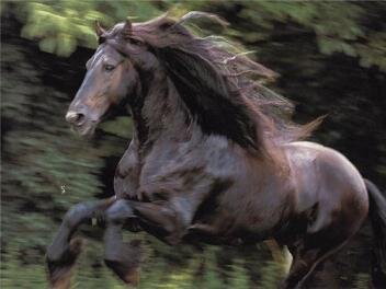 Фризский конь. Цезарь.