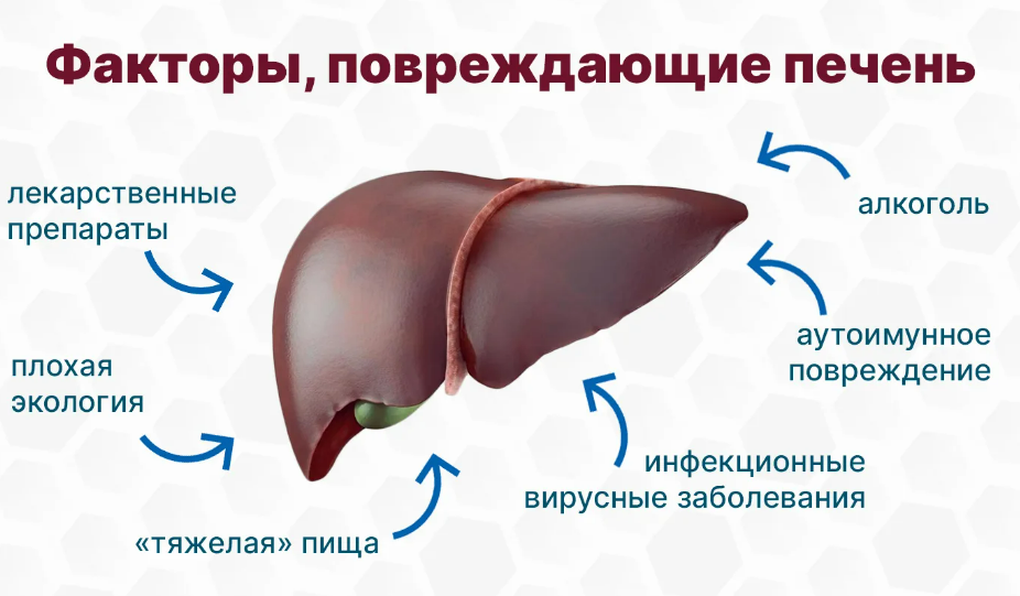 Фотография взята из источника vseojkt.ru