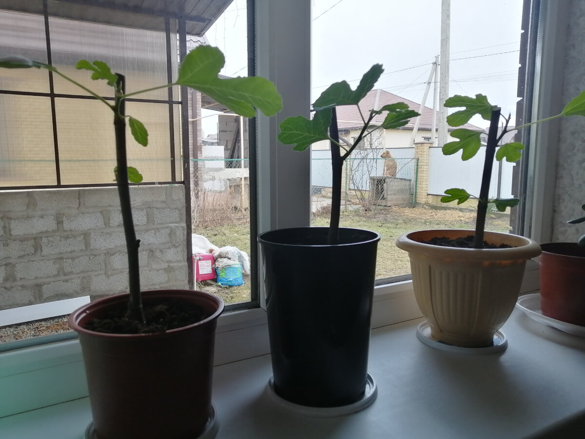 черенкование инжира