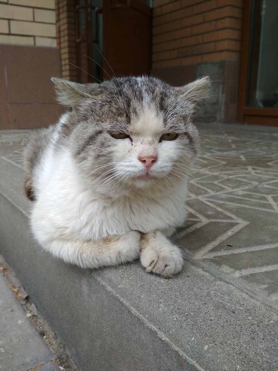 Кот "полка" Сержик.