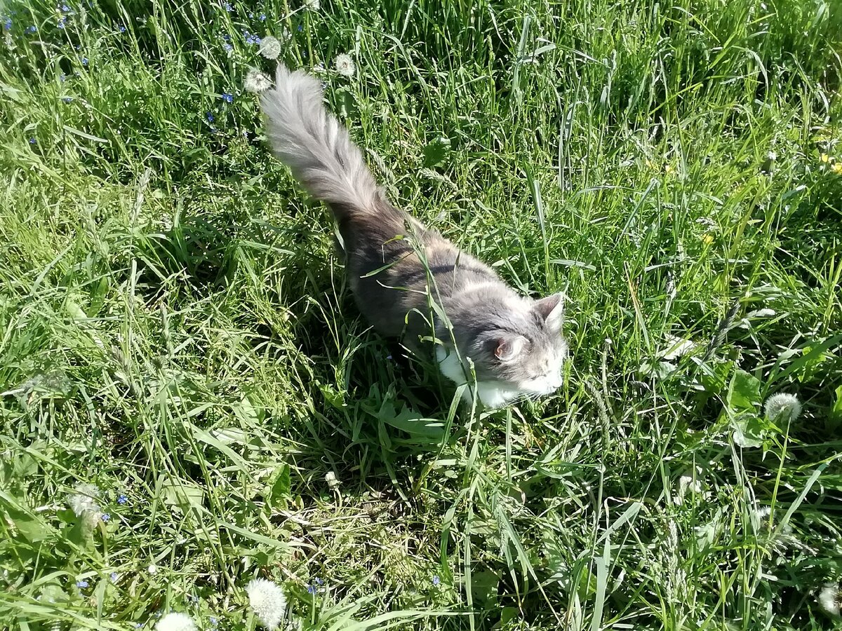 Симка настороже