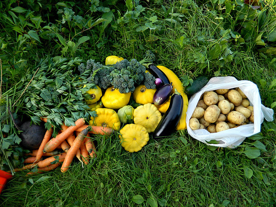 осенние цветы в саду, урожай. урожай июля. урожай июля. хороший урожай. овощи в саду.