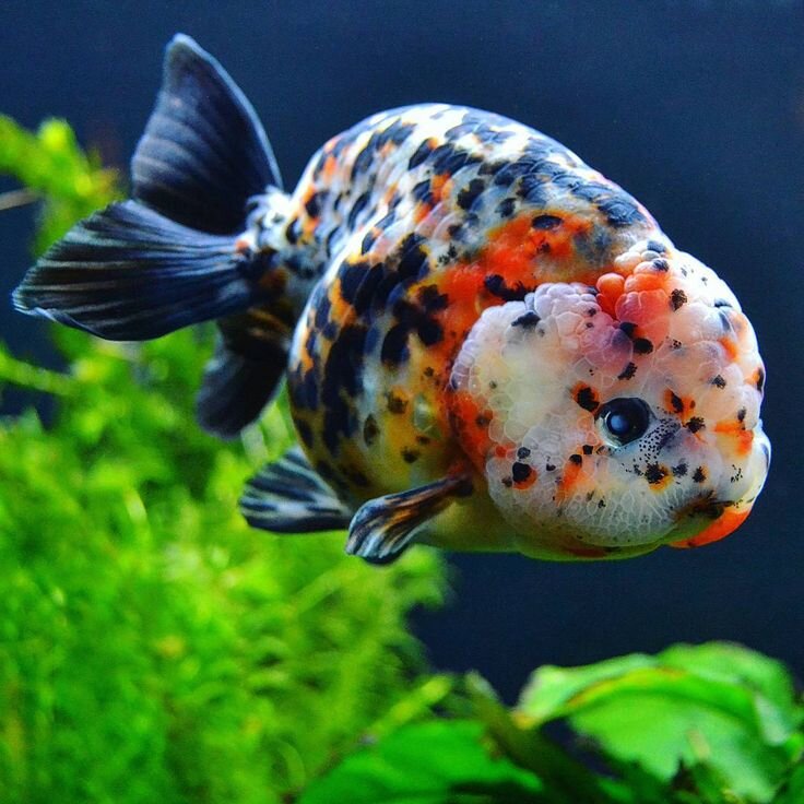 Яндекс. Картинки 