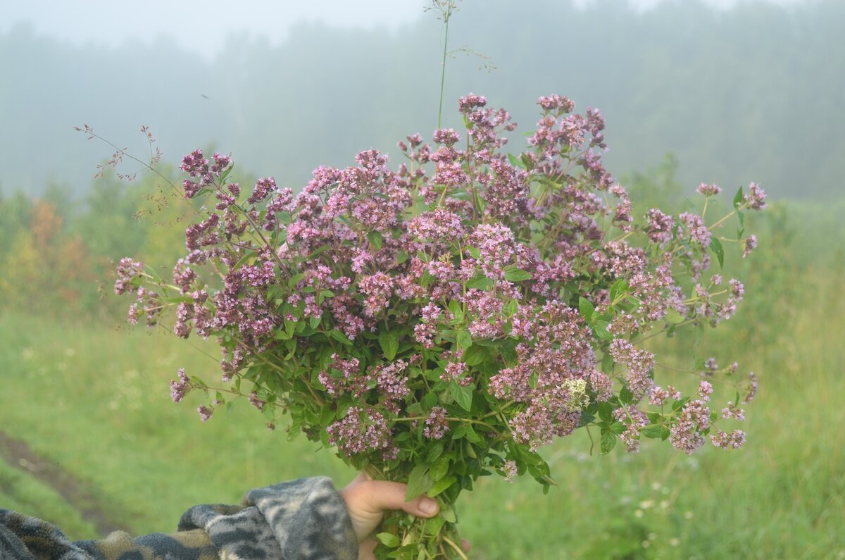 Душица Rosenkuppel