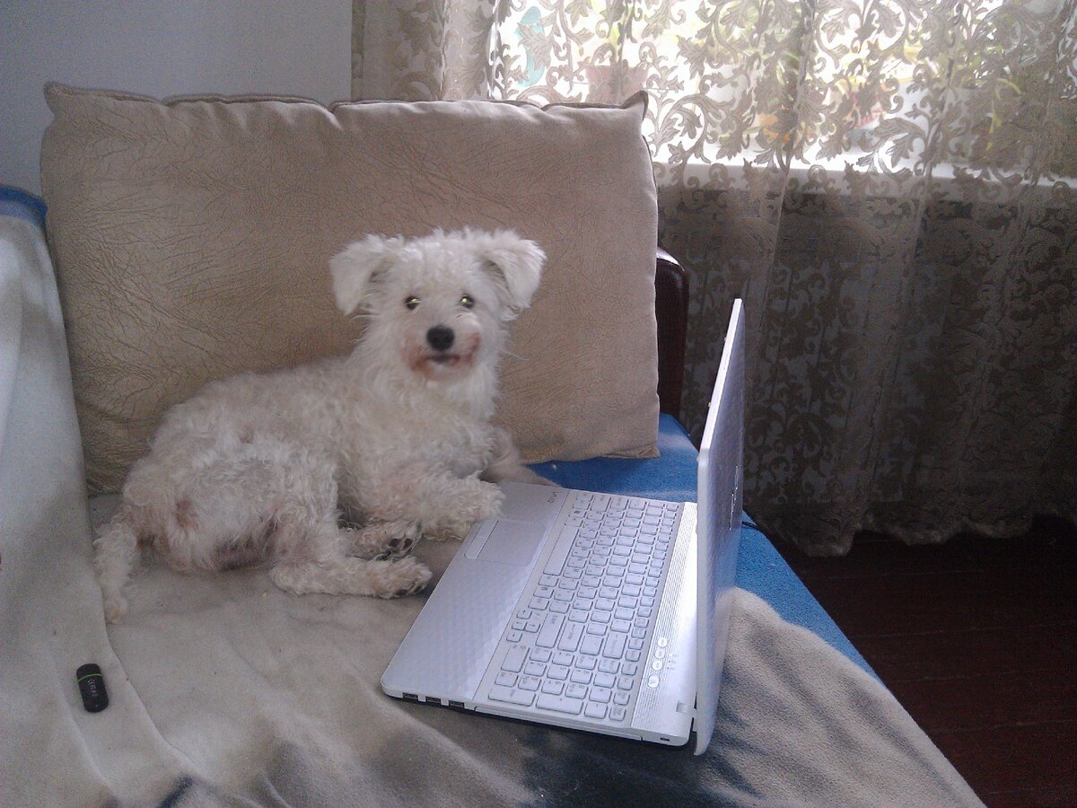 Мой песик активно помогал составлять советы))) А может, это он все написал? Фото из личного архива