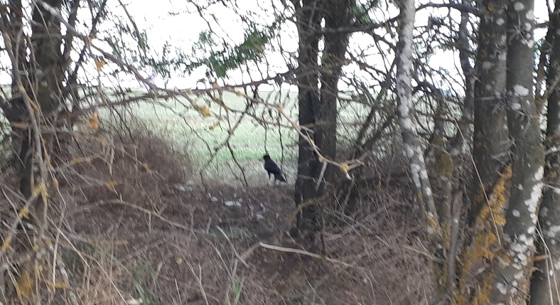 Сорончонок.