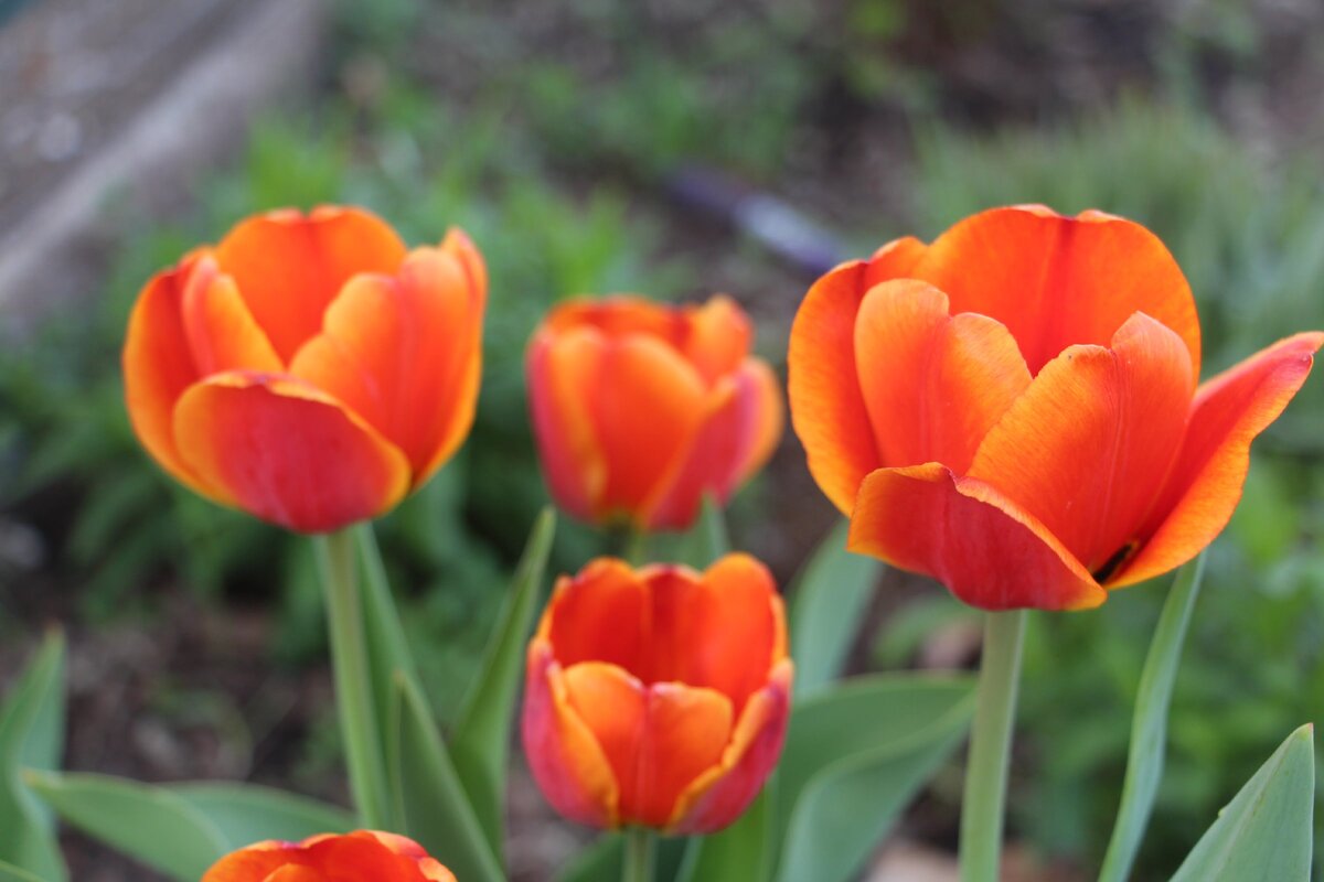 Эти тюльпаны не совсем жёлтые, но есть и с чисто жёлтыми лепестками. Они ничего особенного кроме цвета из себя не представляют, поэтому я их не фотографировала. 