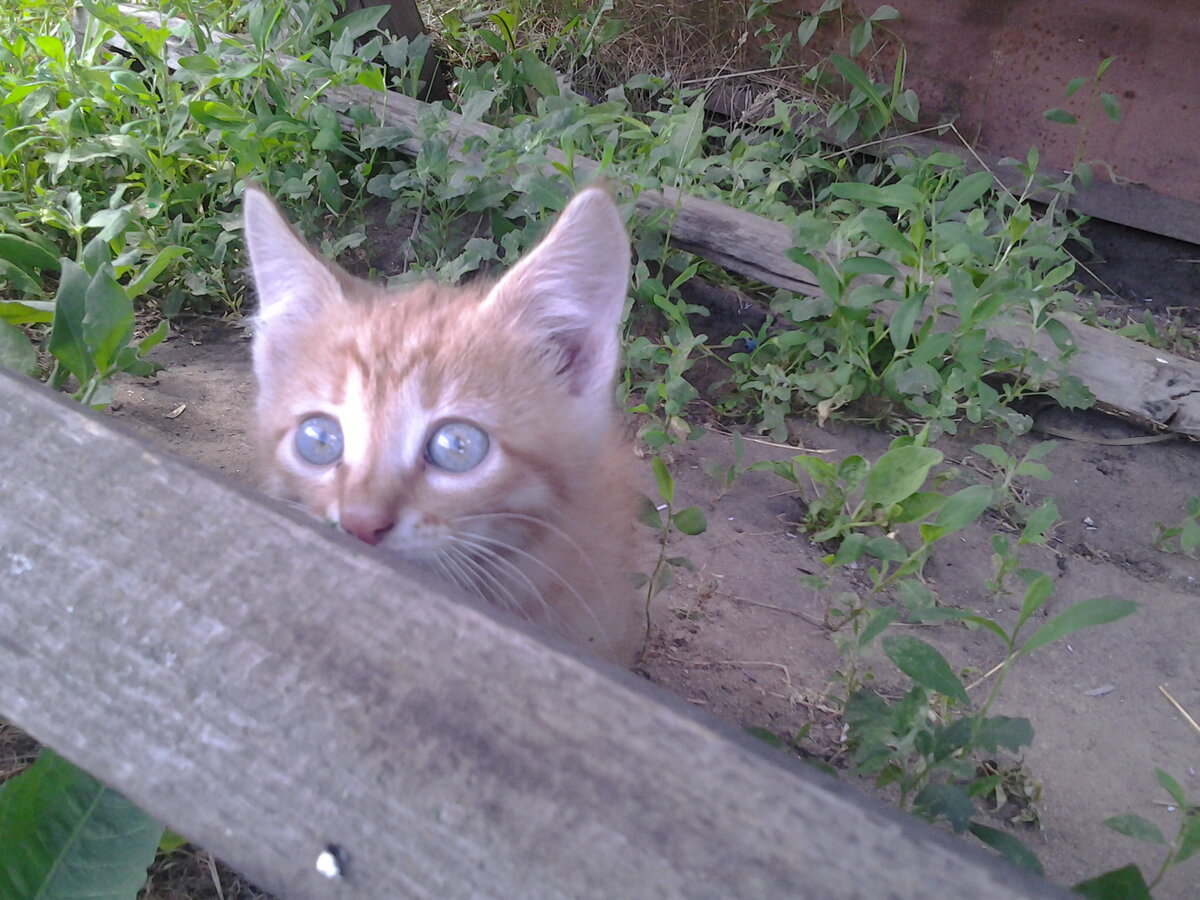 Первоначально, кот планировался рыжим, а не чёрным)