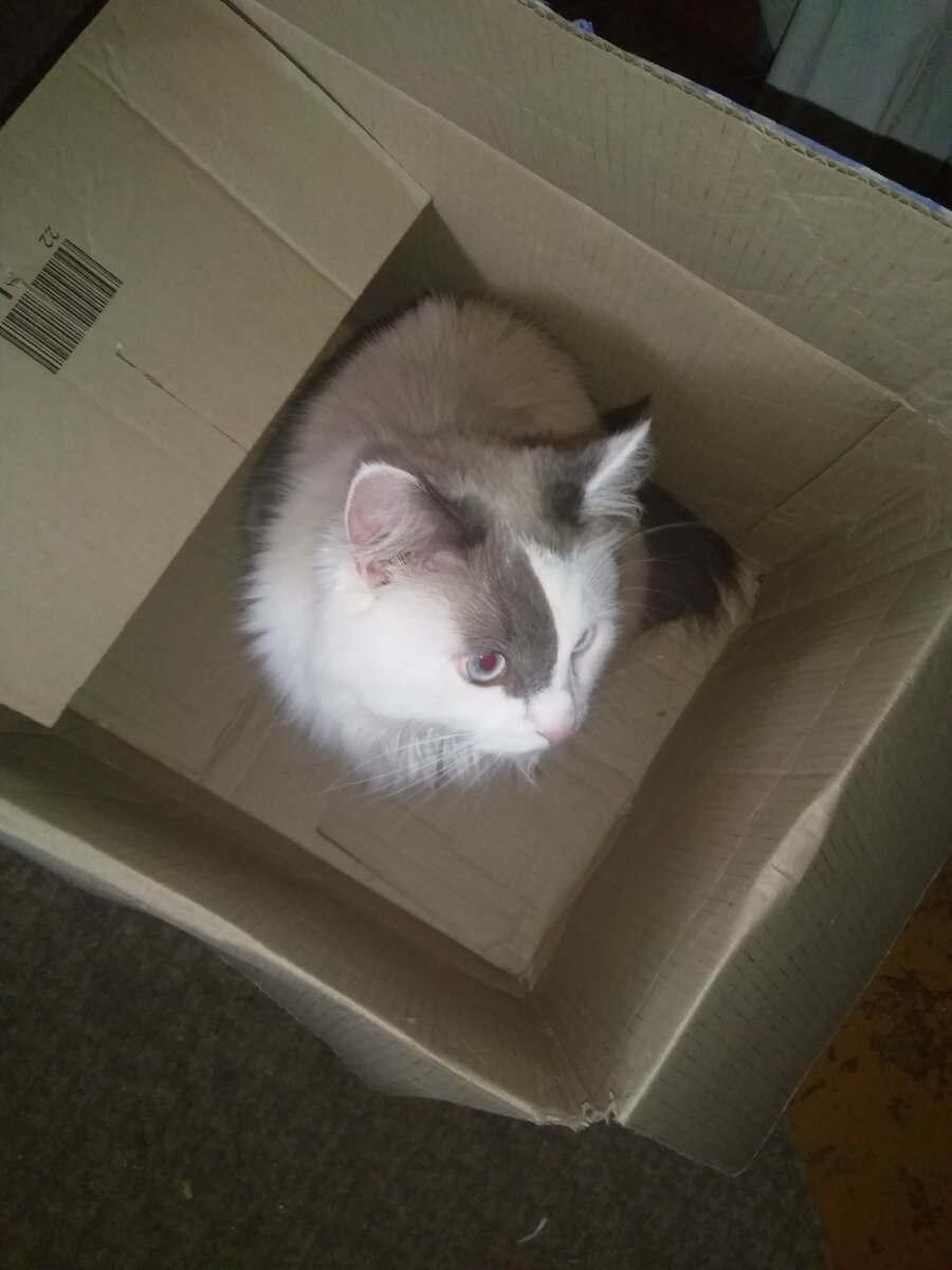 Котик в коробочке