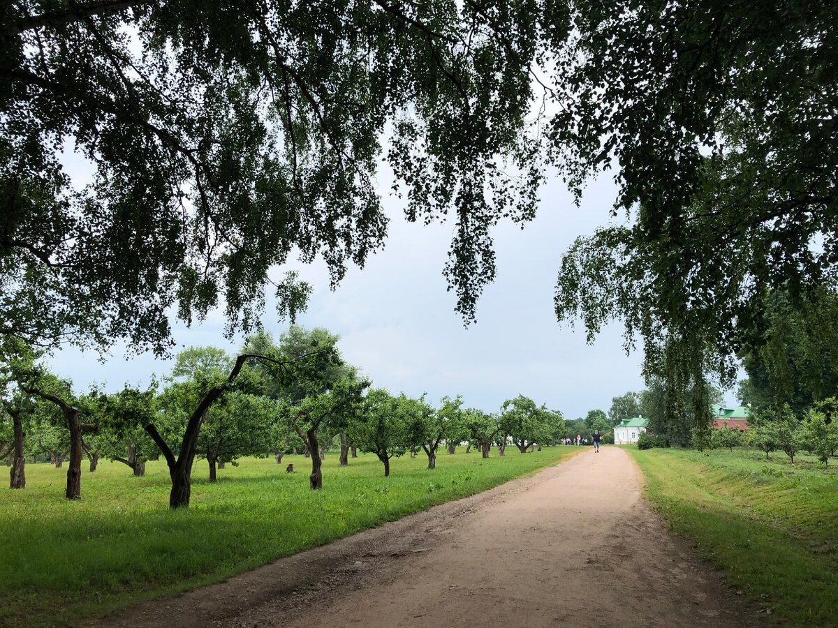 "Вид на яблоневые сады" (сентябрь, 2019)