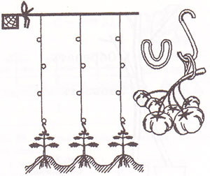 Изображение взято с сервиса Яндекс.Картинки