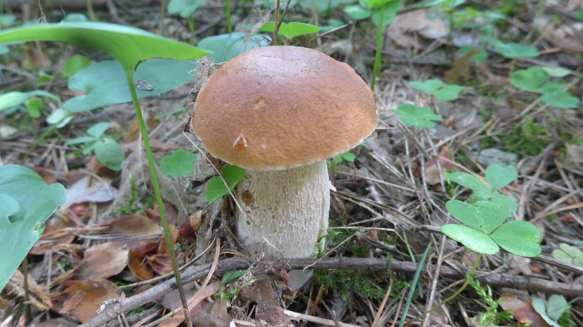 Первый белый