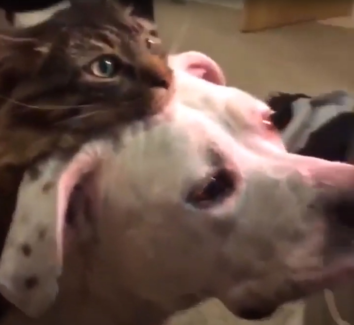 Кот и пес любуются рыбками в аквариуме