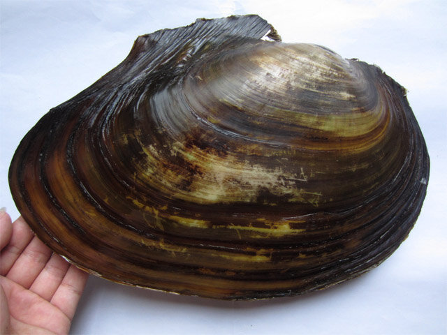 Гребенчатка складчатая (Cristaria plicata) (фото из открытых источников)