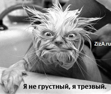 из интернета