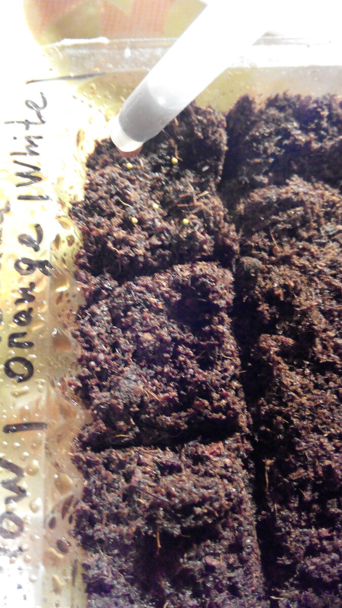 Посев бегоний в торф: драже размачиваю