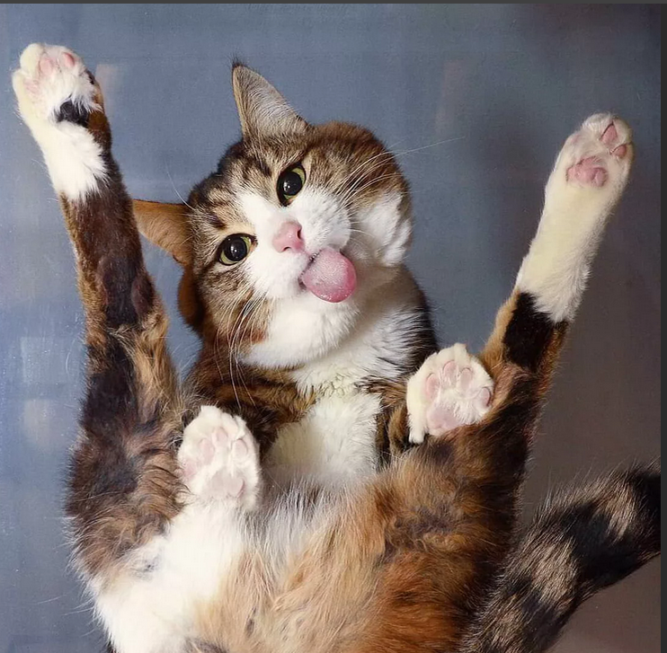 Фото с сервера Яндекс.Картинки