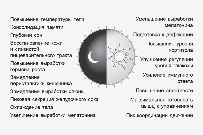 Суточные ритмы человека. Многие из функций нашего организма достигают пика в определенные периоды дня или ночи. Считается, что они регулируются нашими циркадными часами. Если нас полностью изолируют от естественного цикла дня и ночи, нормальное расписание этих ритмов будет сохраняться всего несколько дней.