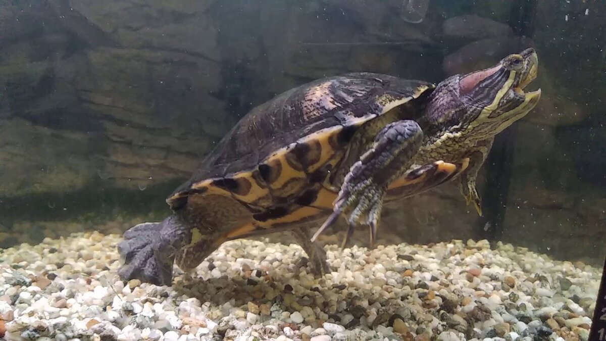 КРАСНОУХАЯ ЧЕРЕПАХА Источник фото-сайт https://clck.ru/RsZjF