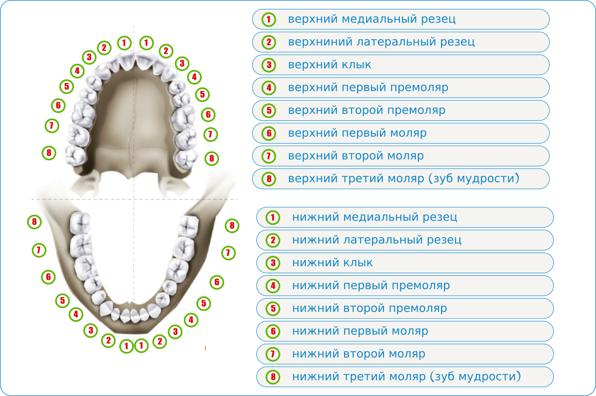 Схема прорезывания коренных зубов. Моляры премоляры схема зубов. Зубы у детей схема прорезывания постоянных зубов у детей. Зубы у детей порядок прорезывания коренных зубов. Зубы человека у детей
