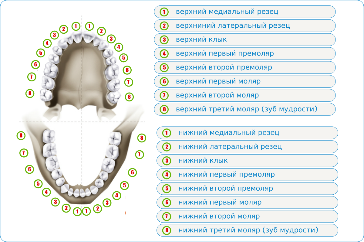 Схема прорезывания моляров.