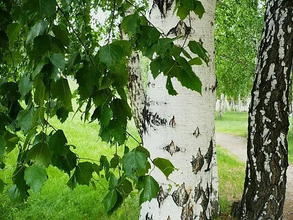 (фотография из интернета)
