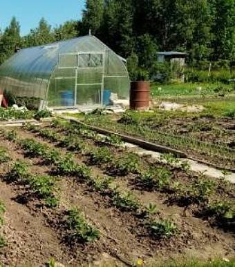 Моя морковная грядка, справа от картошки. Лук в междурядье уже большой, а морковь ещё не видно. Но она там точно есть!