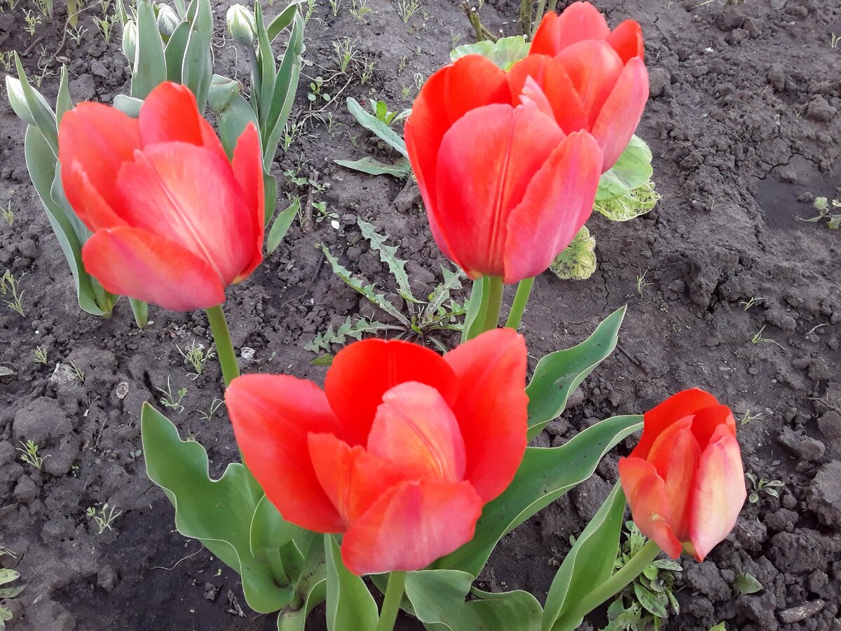 Тюльпан простой ранний, сорт Apricot Beauty