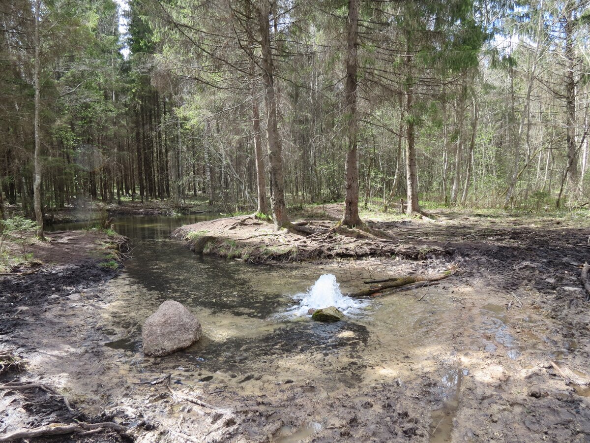 воды источников сразу текут в реку Парица