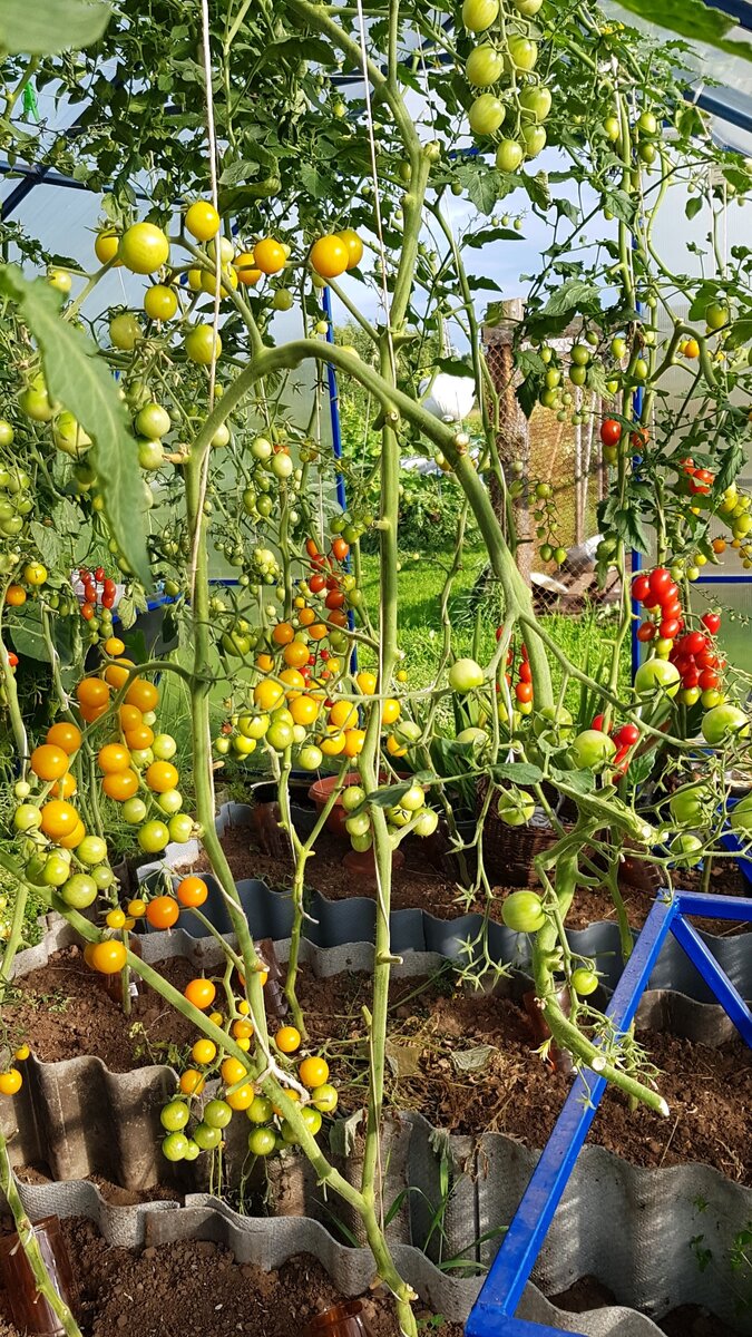 10 сортов томатов черри которые гарантированно пропишутся в вашем огороде !!!!