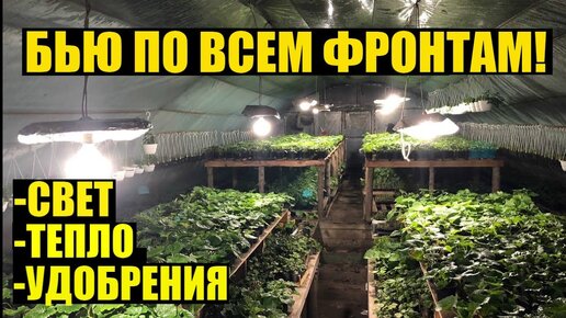 ДОСВЕТКА РАСТЕНИЙ. ЦВЕТЫ НЕ УСПЕВАЮТ ЗАЦВЕСТИ В СРОК.