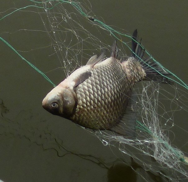 Какие сети для рыбалки лучше из разрешенных законом