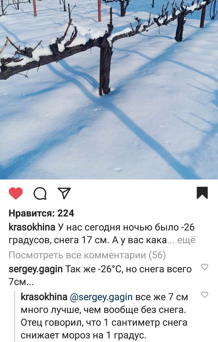 Ничего удивительного бы не было, но автор этих строк и фотографии Светлана Красохина, которая живет и выращивает виноград в Новочеркасске