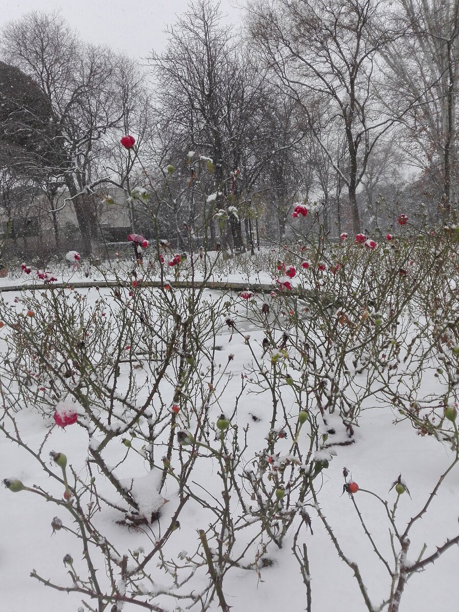 Все фото сделаны мною. Это в пятницу в центральном парке Ретиро, снег лежит на кустах роз. Обычный такой снежок, но дети были счастливы. Ещё никто не знал, что нас ожидало на следующий день...