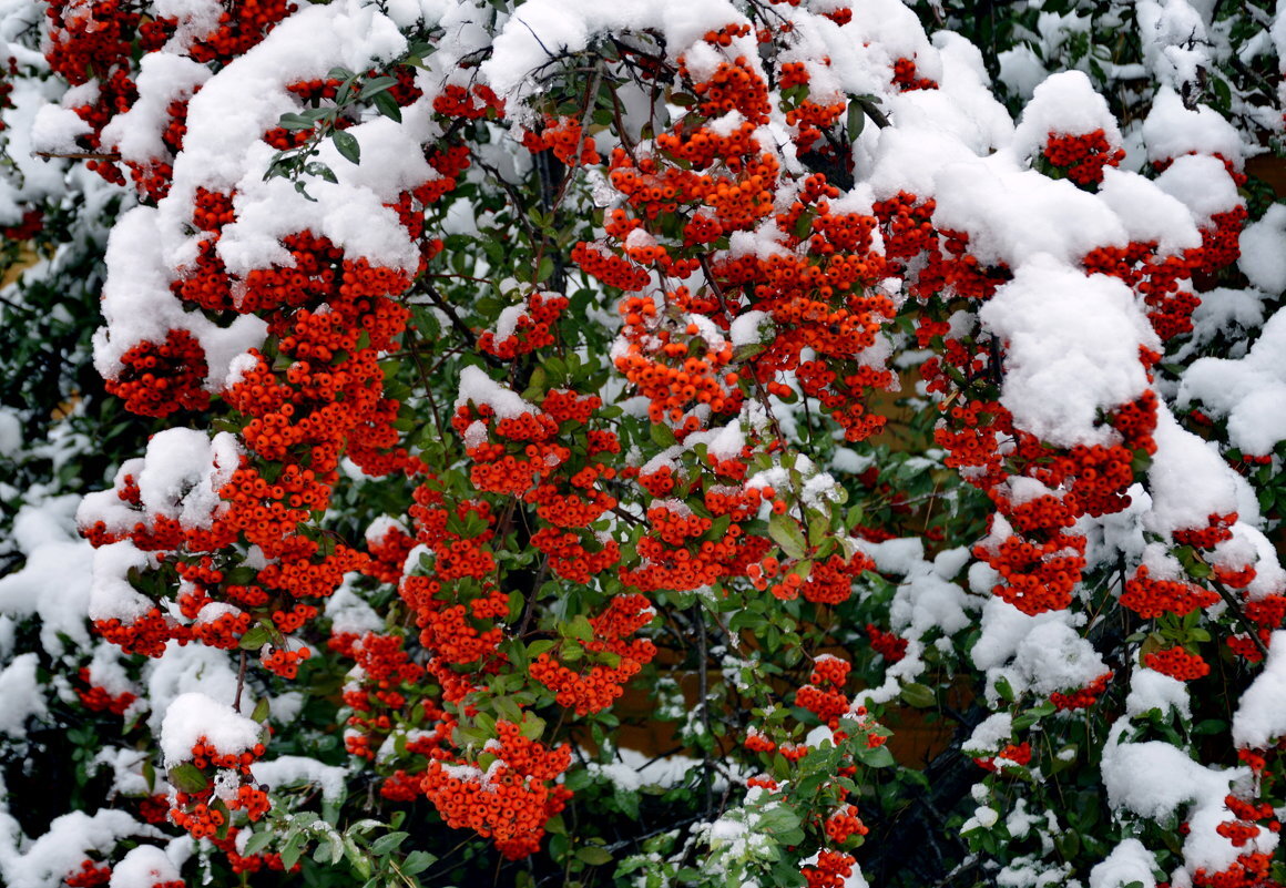 Источник Яндекс.Картинки Пираканта Ред Стар зимой - чудесное зрелище
