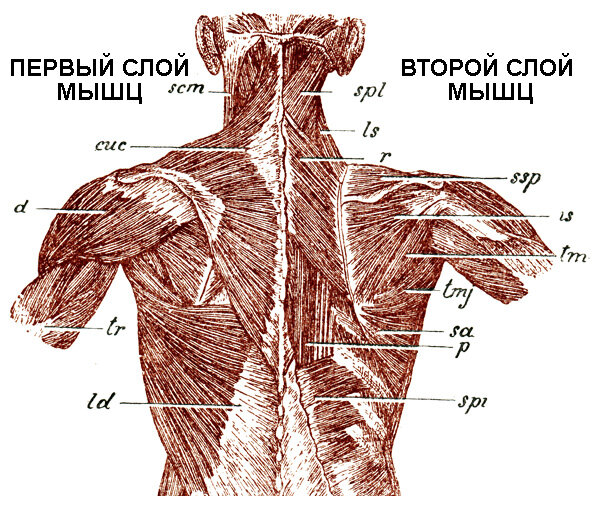 Поверхностные мышцы спины анатомия Федюкович