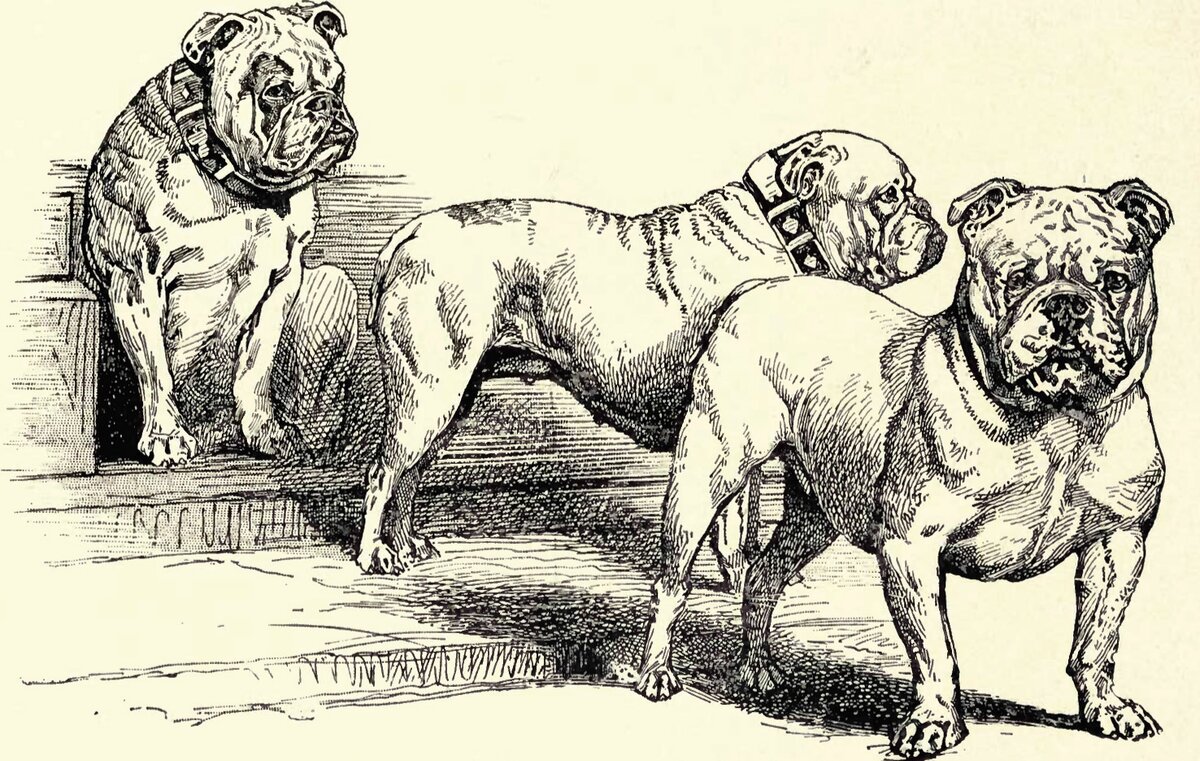 вид английских бульдогов в прошлом