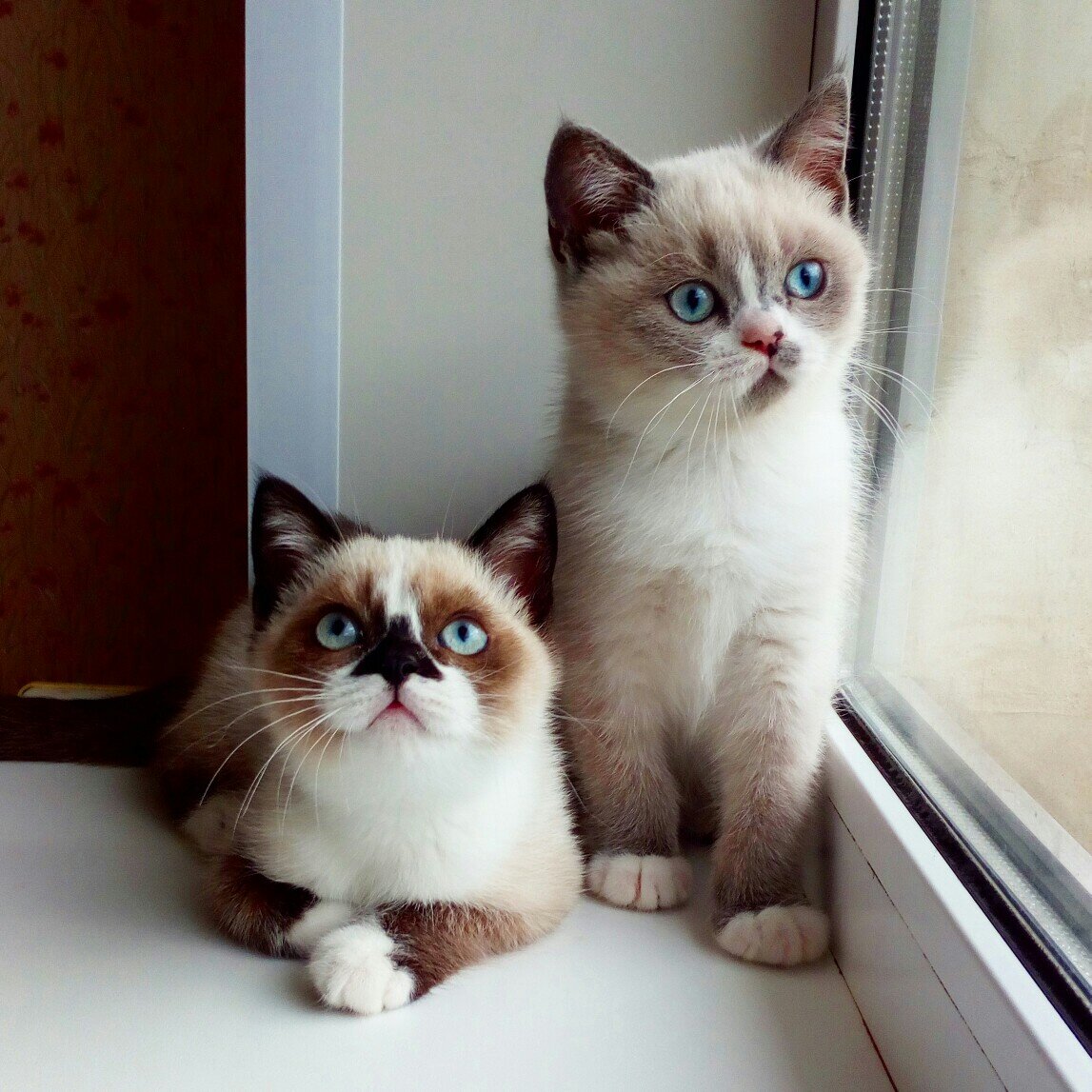 Выпускники питомника 2020 г. Elvis Cherny Tal ( сил пойнт биколор) и EdelveysCherny Ta (блю пойнт биколор)