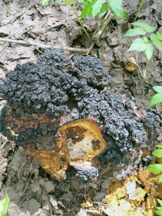 Чага 5 кг, добыта в лесах урала