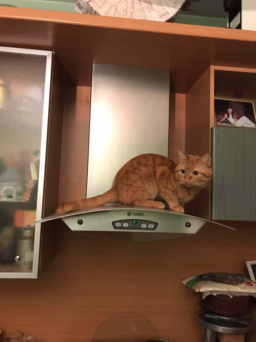 Котик автора по имени Бублик
